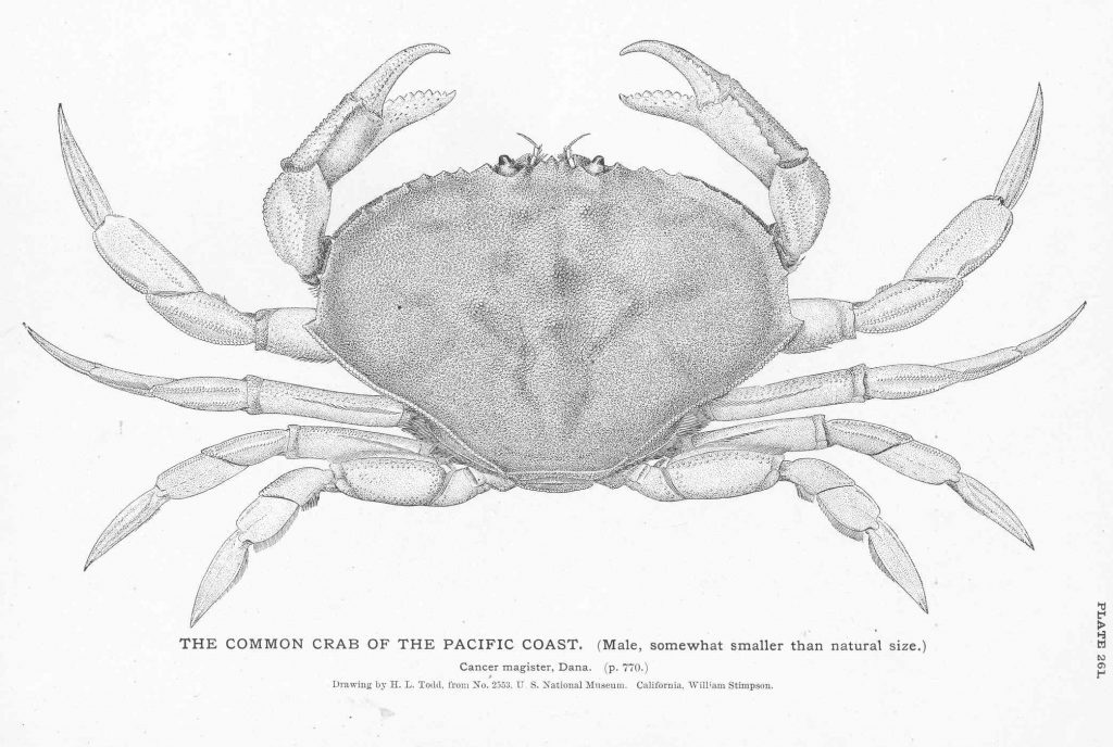 A (Very) Brief History of the Oregon Dungeness Crab Fishery | Sea Grant ...