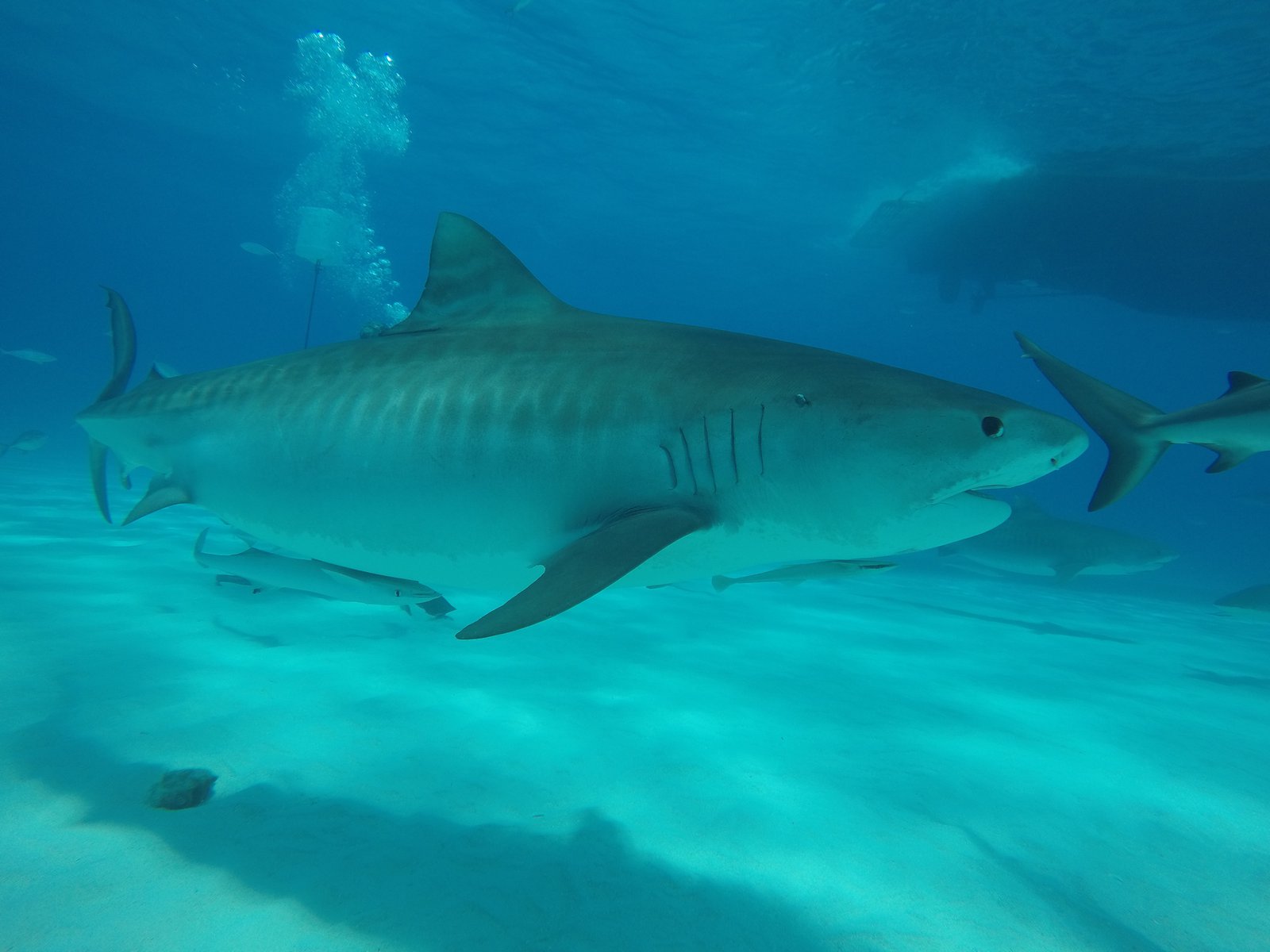 GIS in habitat selection of White shark
