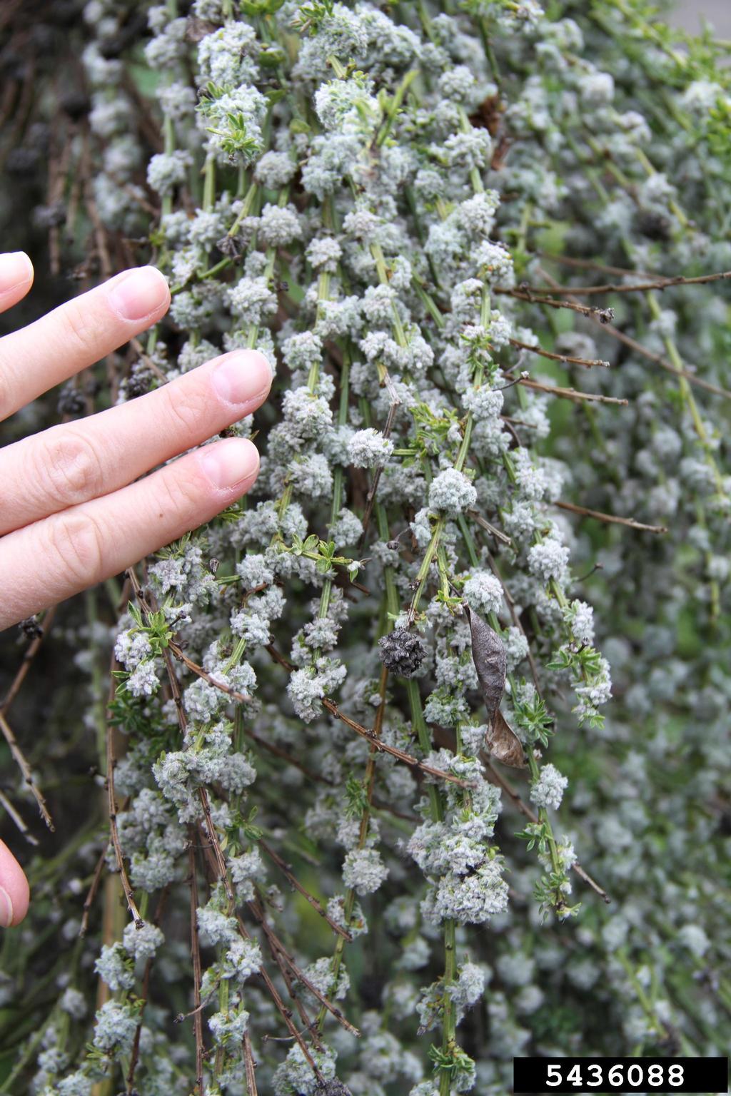 Spring's Scotch broom show is around the corner TreeTopics
