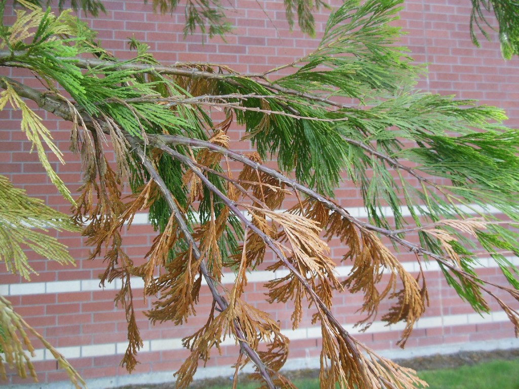 What’s causing all that dieback in Incensecedar? « TreeTopics