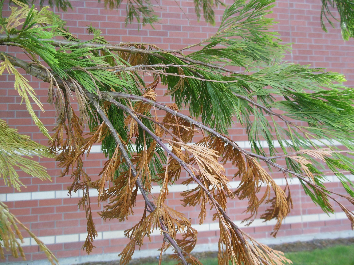 What’s causing all that dieback in Incensecedar? « TreeTopics