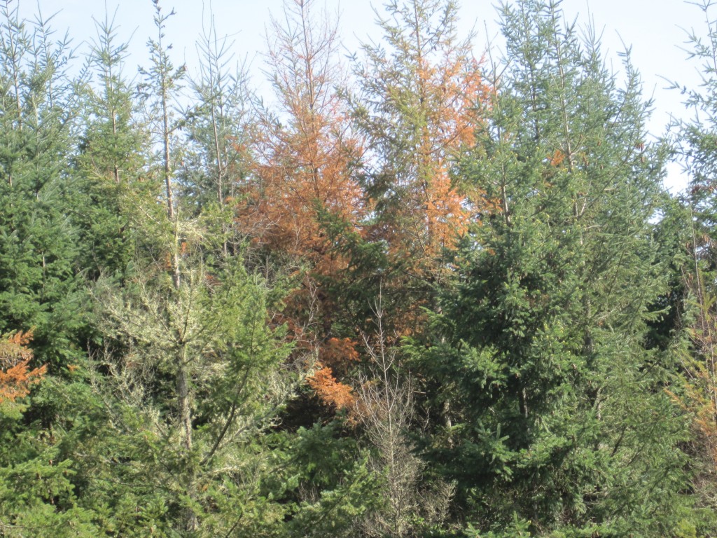 Many Douglasfir with dead tops and branches in the Willamette Valley