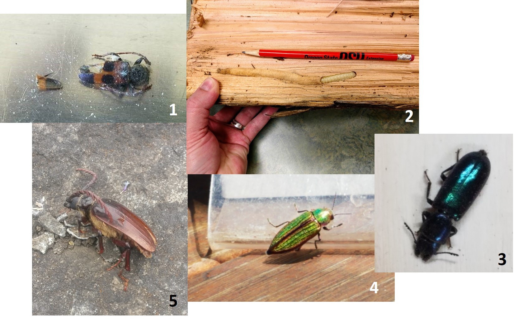 Many forest insects are mistaken for tree killers « TreeTopics