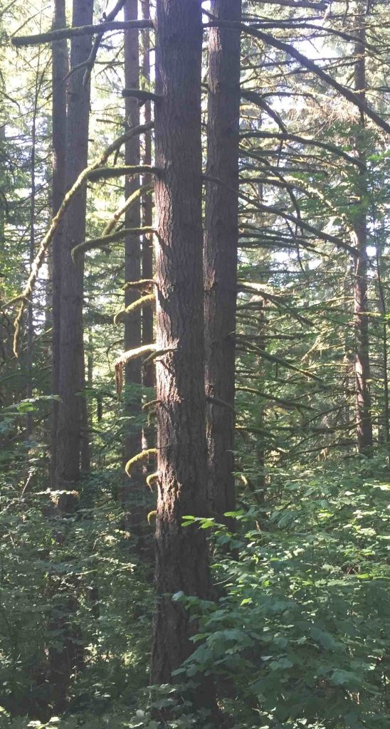 Showing how Douglas-fir develop larger branches at wide spacing.