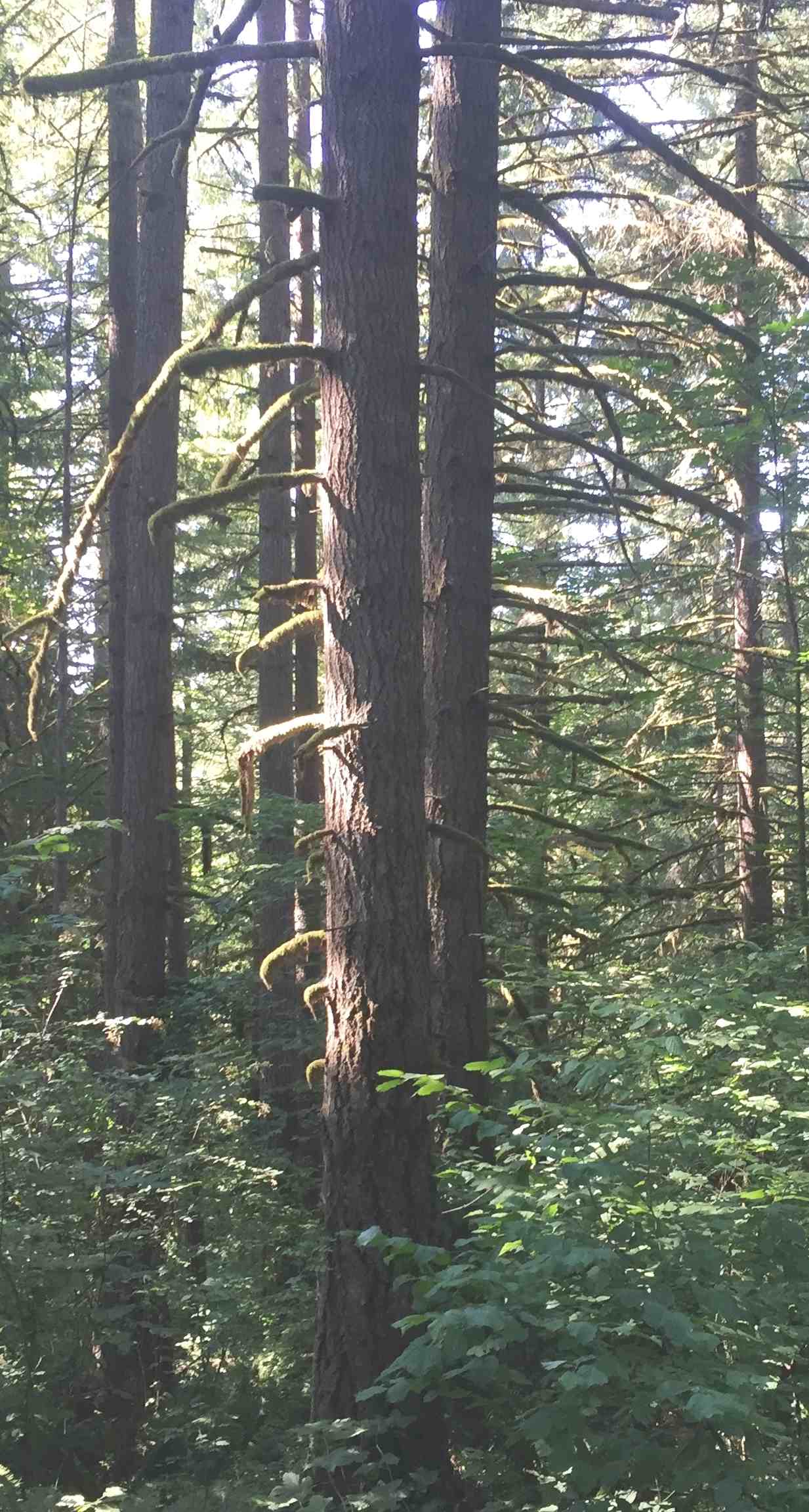 Thinning and selective management of maturing Douglasfir forests (part