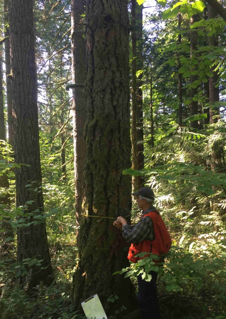 New inventory measurements are needed in Hillside stand at Hopkins Demonstration Forest.