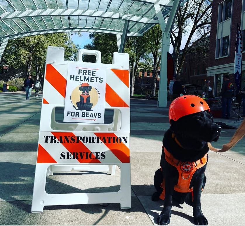 Cedar the Wellness Dog models an orange bike helmet by a sign reading "Free Helmets for Beavs".