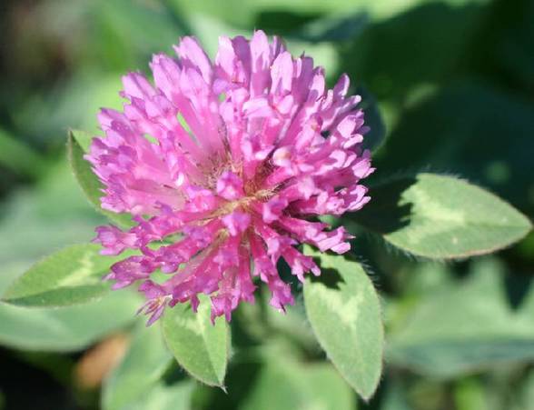Red Clover Seed Production