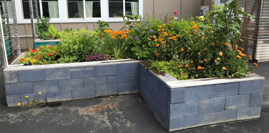 Summer garden bed at Driftwood Elementary School