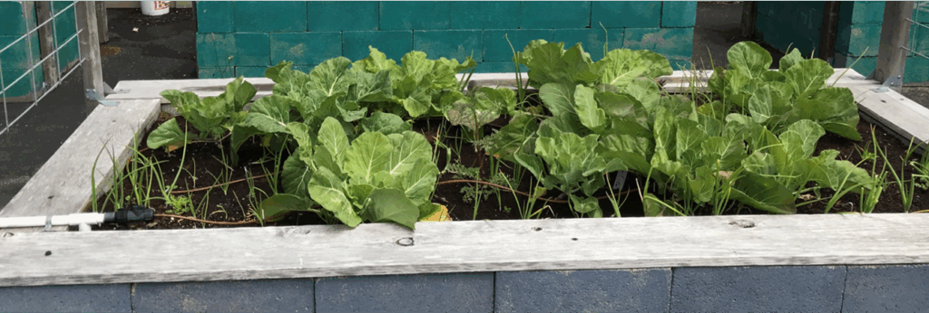 Driftwood Elementary School Garden Bed. Leafy greens!
