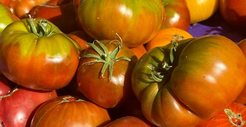 Tomatoes by Sarah Mocas