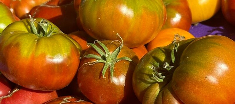 Tomatoes by Sarah Mocas