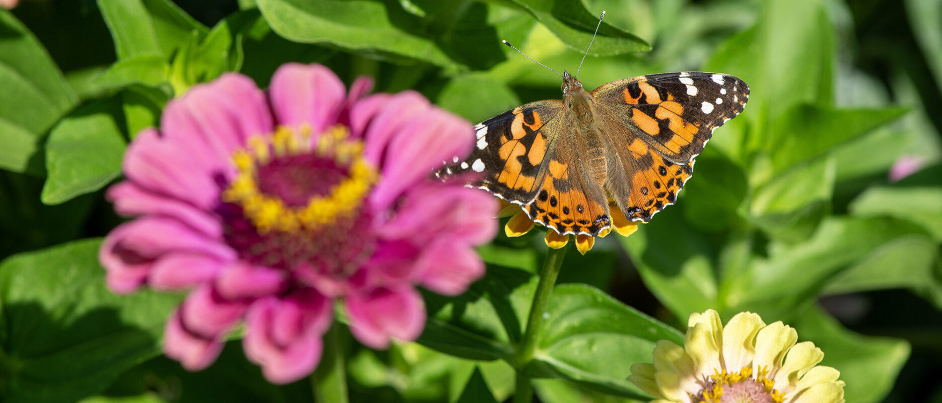Butterfly on pink flower by Lynn G. Ketchum
