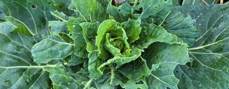Training Header Cabbage