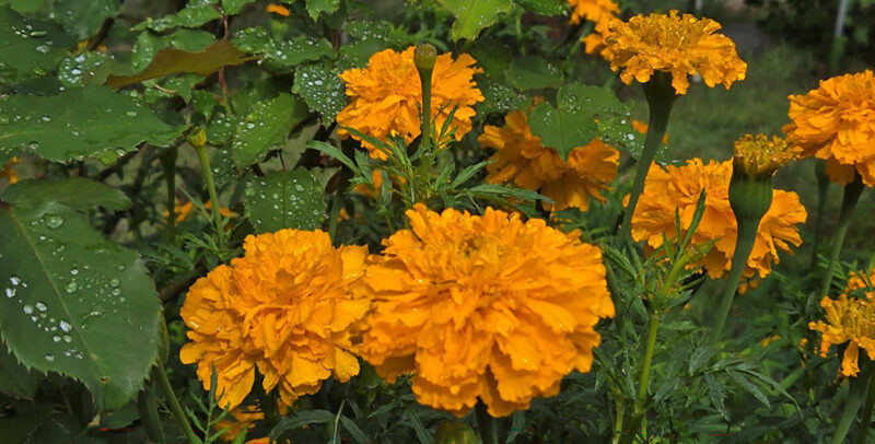 orange flowers by Sarah Mocas