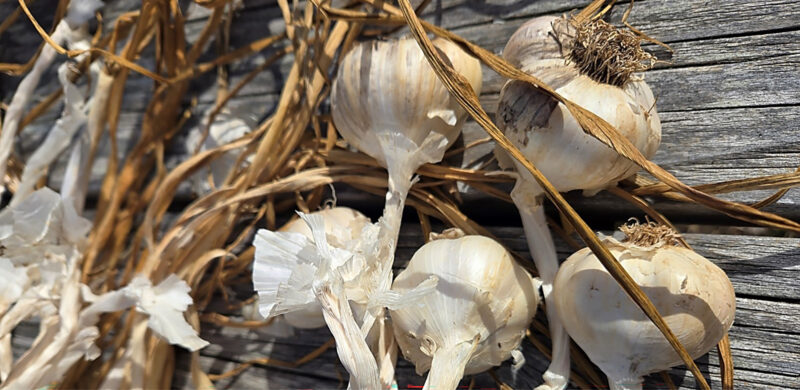 Garlic cloves from the garden by Sarah Mocas