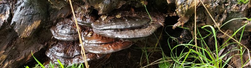 Mushrooms by Sarah Mocas