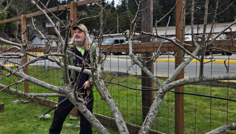 Tim Scullen Apple Pruning
