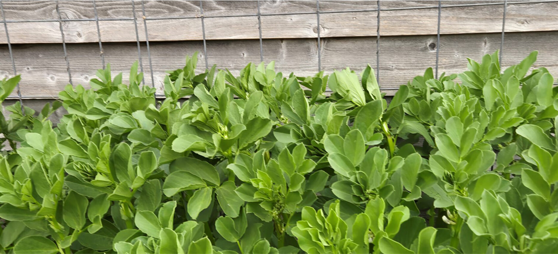 Planted Beans by Sarah Mocas