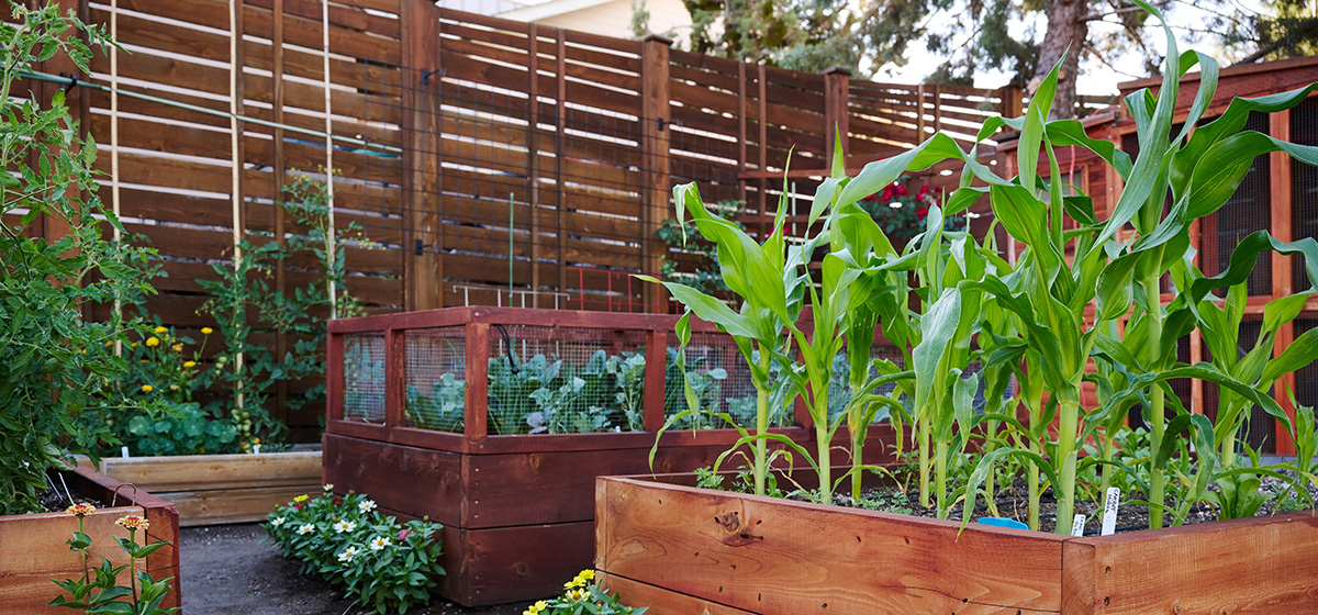 Vegetable Garden by Joe Kline. Cropped from original