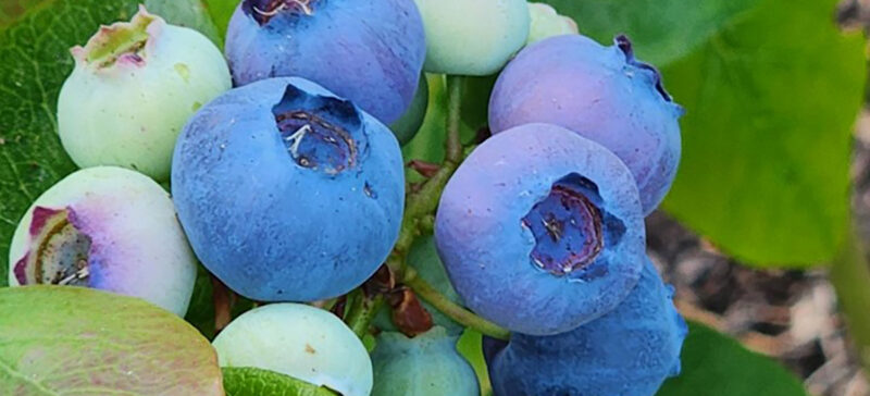 Blueberries