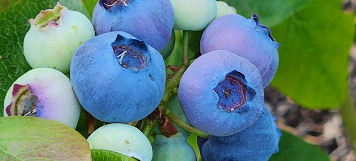 Blueberries