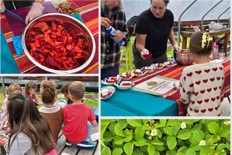 Riley Creek Strawberry Festival Collage