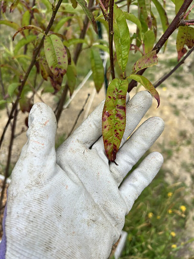 infected leaves
