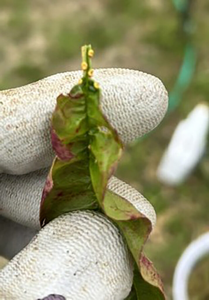 Yellow nodules on infected leaves