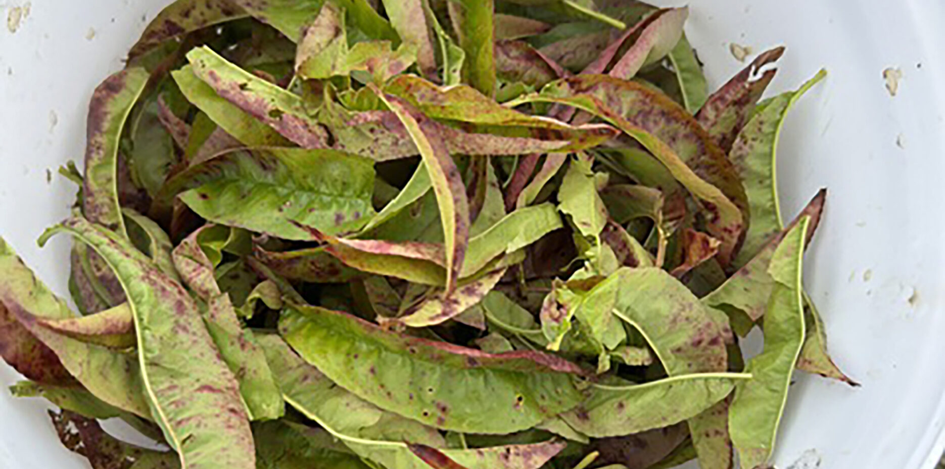 peach leaf curl header image