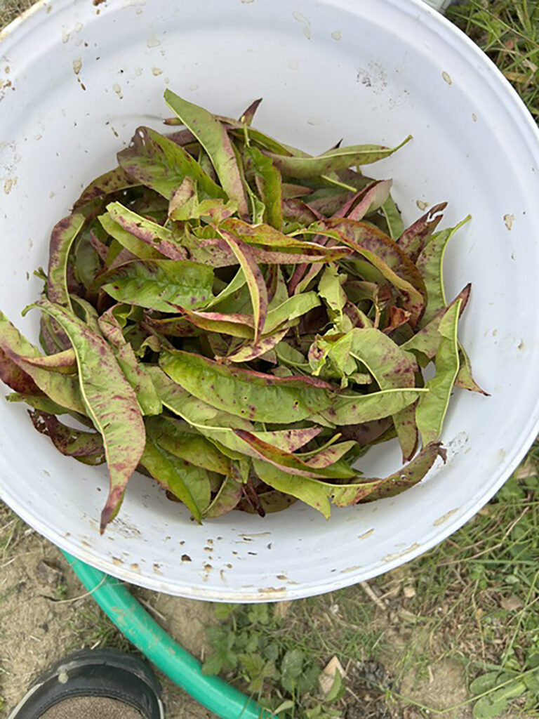 leaves removed from just one tree