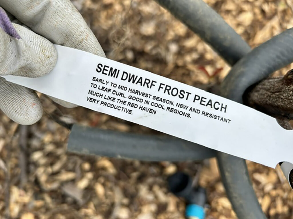 variety of peach