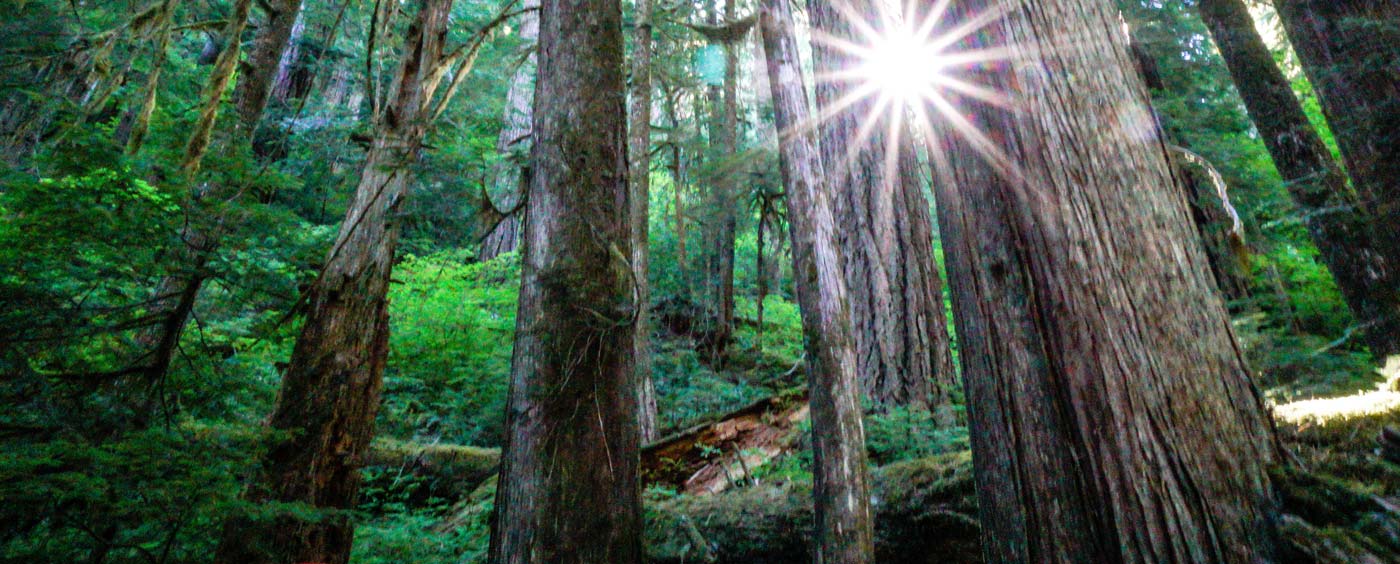 Andrews Research Forest