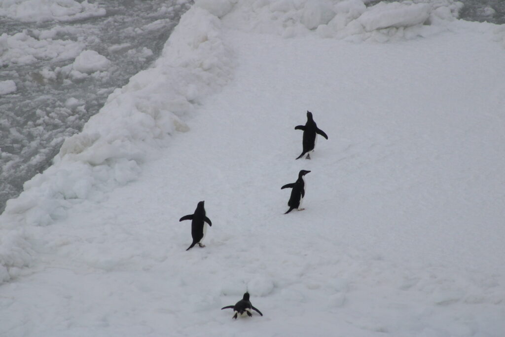 Three Adelie penguins shuffle across a piece of ice floating on the water while one slides on its belly. Their wings are extended out to help themselves balance as they waddle and slide.