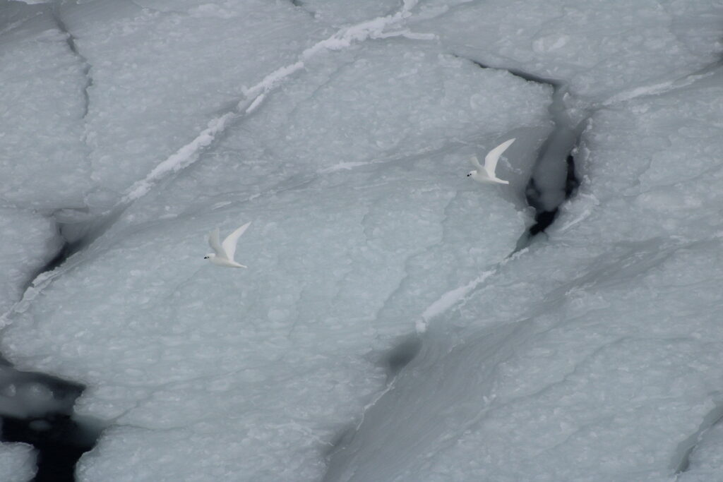 Two white birds fly over cracked pieces of sea ice.