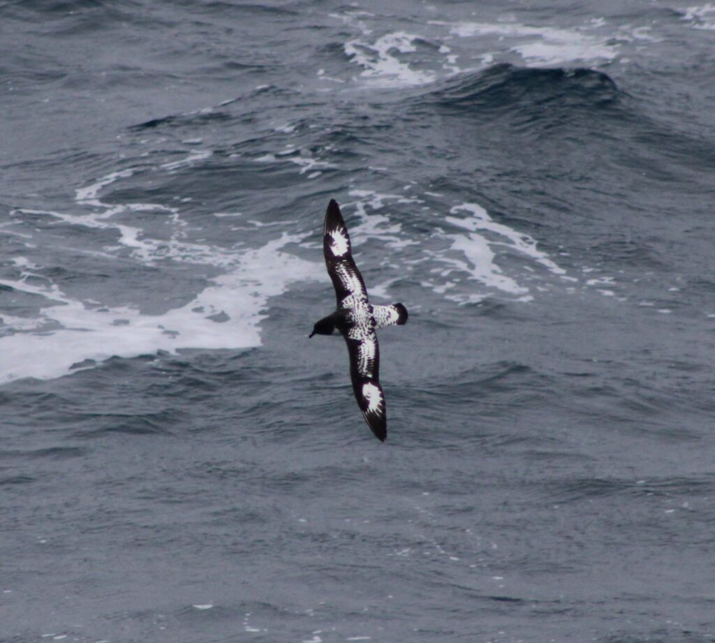 A bird with black and white patterns on its back and wings soars over gray, whitecapped water.