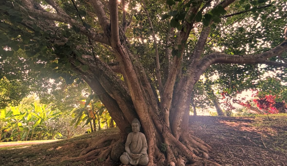 Bodhi Science Lab